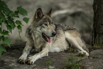 Eastern Timber Wolf On Rock