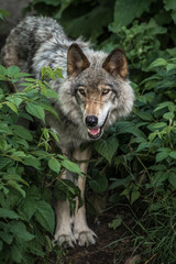 wolf in the forest © Michael