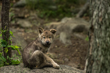 Gray Wolf Pup