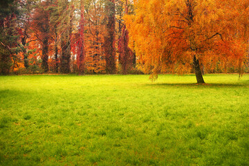 View of autumn trees in the light of the red flash in the evening in the forest.