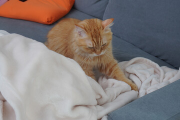 毛布をふみふみする猫（マンチカン）