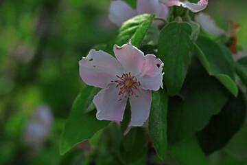 Quince tree and flower in nature
