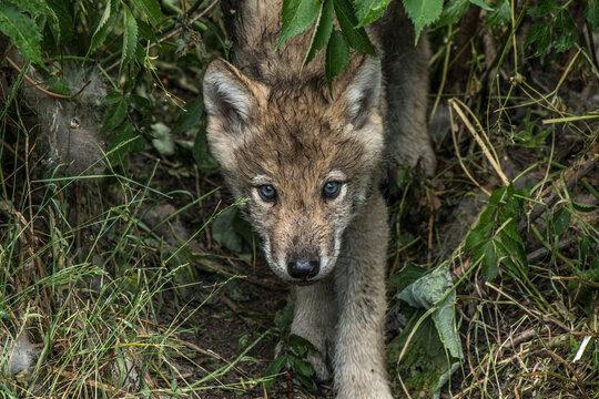 Timber Wolf Pup
