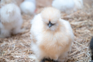 Polish chicken , Cute Silkie hen are walking in the cage.