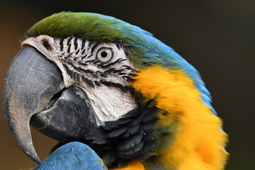 ルリコンゴウインコ