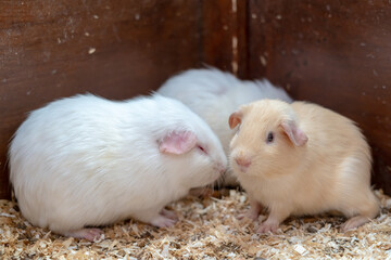 Lovely American guinea pigs in the wooden cage