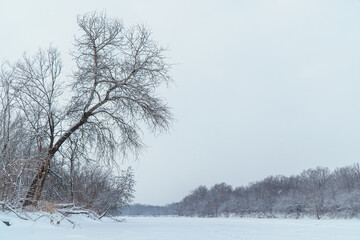 View of a frozen river or lake. In the distance you can see the winter forest