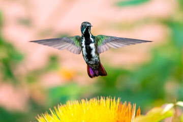 A juvenile Black-throated Mango hummingbird hovering in the air facing the camera. tropical bird in garden. Birds and flowers. Wildlife in nature.