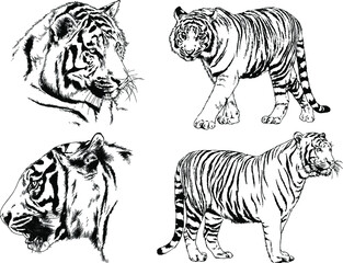 vector drawings sketches different predator , tigers lions cheetahs and leopards are drawn in ink by hand , objects with no background