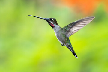 Fototapeta na wymiar A Long-billed Starthroat hummingbird, heliomaster longirostris, hovering with a bright blurred background. 