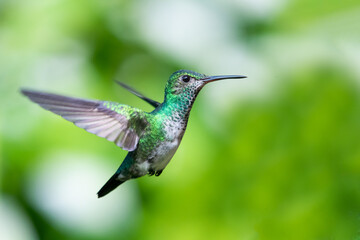 Obraz na płótnie Canvas A female Blue-chinned Sapphire hummingbird hovering with a green blurred background. wildlife in nature. Tropical bird in garden