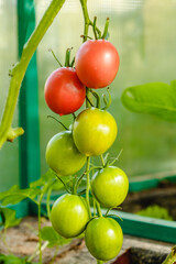 Tomatoes in the greenhouse. Harvest tomatoes in the farm garden. Fresh vegetables from the garden.