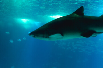 Obraz premium shark in aquarium