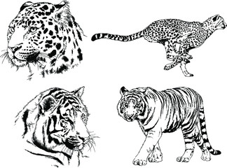 vector drawings sketches different predator , tigers lions cheetahs and leopards are drawn in ink by hand , objects with no background
