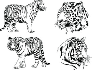 vector drawings sketches different predator , tigers lions cheetahs and leopards are drawn in ink by hand , objects with no background