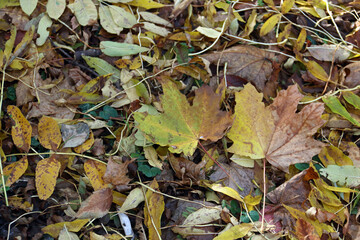 Herbstlaub