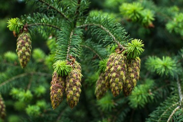 Douglas fir tree branch with cones and aphids on them - obrazy, fototapety, plakaty