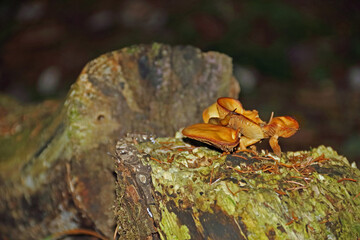 Wildpilz mit Schnecke