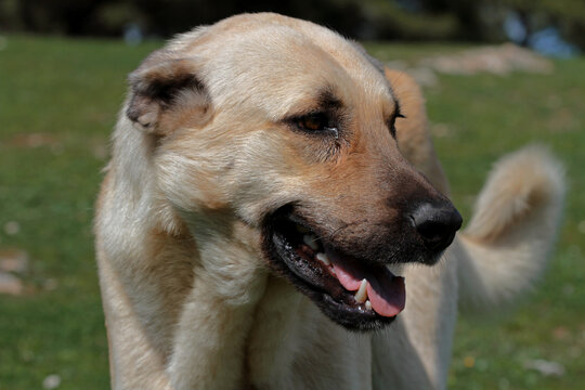 Turkish national clearance dog