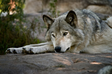 Obraz premium gray wolf canis lupus