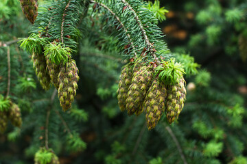 Douglas fir tree branch with cones and aphids on them