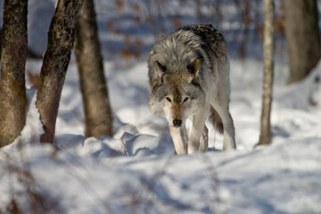 Timber Wolf Walking IN The snow