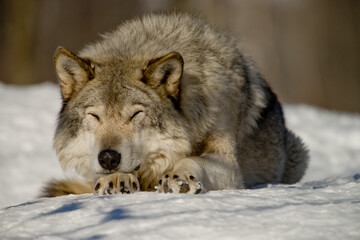 Naklejka premium Timber Wolf Sleeping On The Snow.
