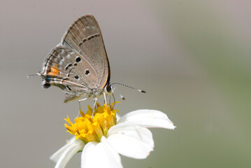 Mariposa en flor