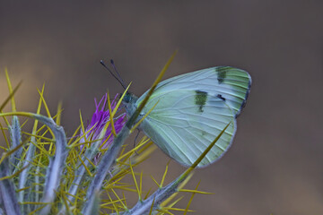 Krüper's White Angel butterfly /Pieris krueperi