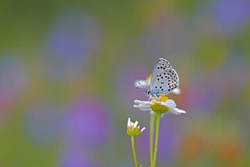 Bavius Blue butterfly / Rubrapterus bavius