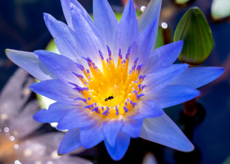 Beautiful blue and purple lotus with green leaves blooming in the pond. In Asia, lotus flowers are the auspicious thing.