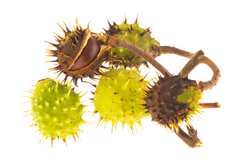 green and brown chestnut one-piece indoor fruit on a branch on an isolated background