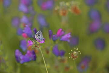 Bavius Blue butterfly / Rubrapterus bavius