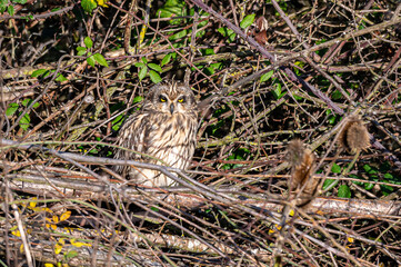 Short-eared owl, asio flammeus, roost in winter trees, Waltham Abbey, Essex, UK