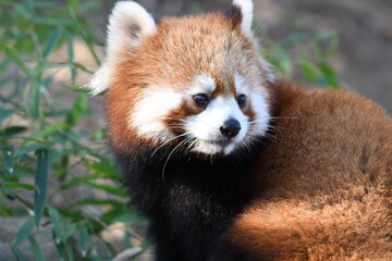 レッサーパンダ