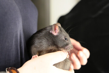 black rat warmed itself in the hands of a woman close-up cute domestic animal