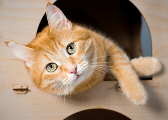 A ginger house cat lies in a pet booth