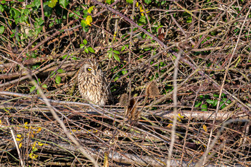 Short-eared owl, asio flammeus, roost in winter trees, Waltham Abbey, Essex, UK