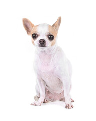  Chihuahua isolated on white  background.