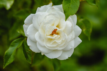 Roses in the garden. Flowering plants. Summer fragrant romantic Flowers.