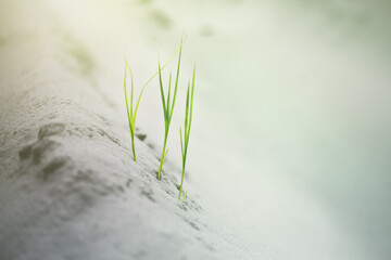 Closeup of green grass in the sand.