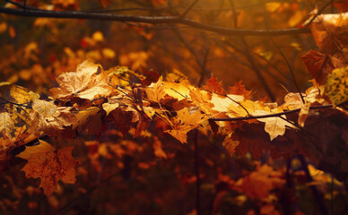 Autumn deciduous trees in the forest at sunset.