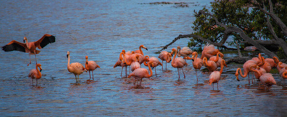 group of flamingos
