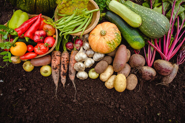 Harvest vegetables on the ground. Potatoes, carrots, beets, peppers, tomatoes, cucumbers, beans, pumpkin, onions and garlic. Autumn harvest farmers - obrazy, fototapety, plakaty