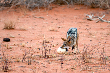 jackal trying to break into an ostrich egg