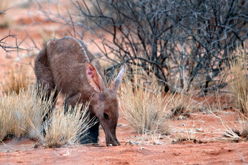 skinny aardvark feeding on ants