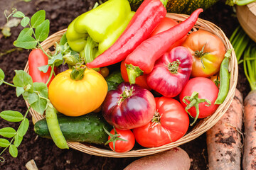 Harvest vegetables on the ground. Potatoes, carrots, beets, peppers, tomatoes, cucumbers, beans, pumpkin, onions and garlic. Autumn harvest farmers