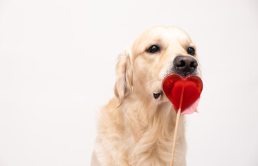 A cute dog licks a heart-shaped lollipop. Golden retriever eating candy for valentine's day on white background.