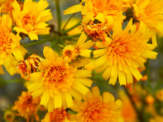 yellow flowers
