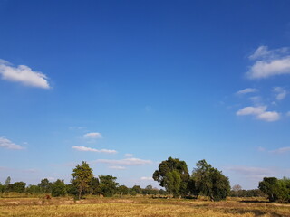 Obraz premium Natural view paddy field after rice harvesting With clear sky